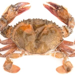 AtlanticBlueCrabTypeSoftshell.jpg Atlantic Blue Crab (Type: Softshell)